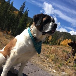 Meet your Posher, Irys